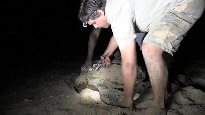 li-Anthawirriyarra Sea Ranger Sean Fitzpatrick tagging a sea turtle at night under torchlight on the sand.