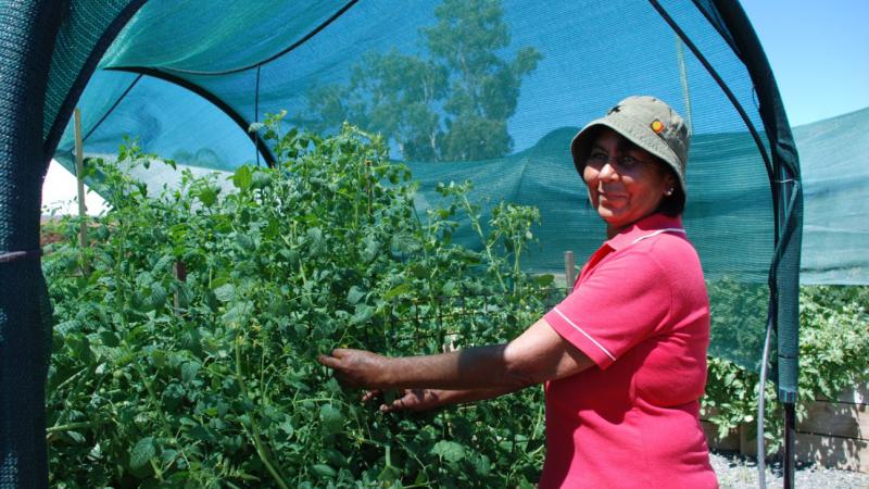 Head gardener, Sophia Byers, tends to the tomatoes in the Walgett Community Market Garden.