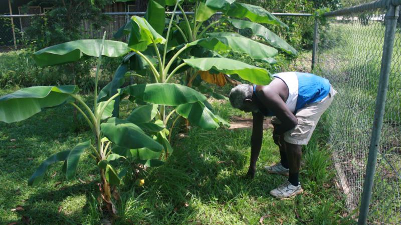 Tiwi elder Bernard Tipiloura showing off the wild pumpkin he grows in his backyard.