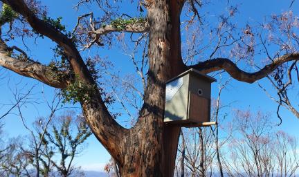 A green bird box in a tree. Behind the tree is a burned forest regenerating after a bushfire