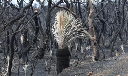 Image of burnt bushland with a grass tree in the middle of the picture. Text: Source: AAP