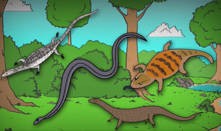 A cartoon representation of Mitchell’s Water Monitor, Mertens Water Monitor, Northern Blue-tongue lizard and Grey Snake